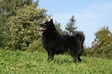 SCHIPPERKE 725